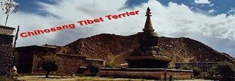 Tibet-Terrier-Zwinger Chihosang