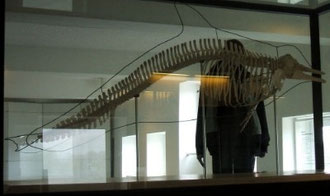 Foto: Besucher vor der Vitrine mit dem Skelett des gemeinen Delphins im Wattenmeerhaus, Wilhelmshaven (Quelle: Walarchiv)