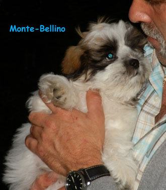 Monte-Bellino 10,5 Wochen alt.