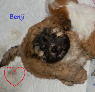 Benji 10,5 Wochen alt.