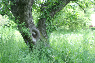 Apfelbaum "Kaiser Wilhelm" in der Streuobstwiese