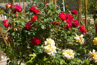 "The rose and the thorn, sorrow and gladness are linked together." Saaki