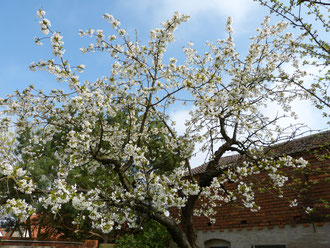 Der Kirschbaum auf dem Ökohof Fläming steht im März schon in voller Blüte und wird eifrig durch die Bienen beflogen, welche aus dem ersten Nektar schon Honig erzeugen.