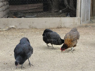 Gallinas Kollonkas! Criador Rafael Cisternas (Chile)