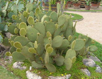 Opuntia scheeri im Botanischen Garten von Lyon 2009