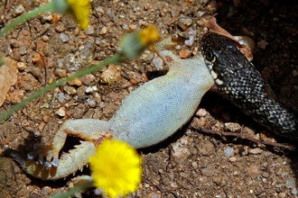 Die Ringelnatter hatte sich gerade einen Gecko geschnappt und war auf dem Rückzug in dichtes Gebüsch