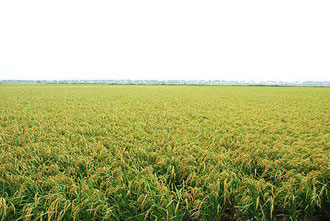 大潟村の風景。見渡す限りの稲原。