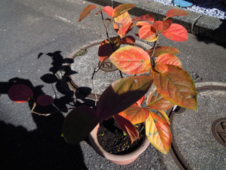 わが家のちっちゃな紅葉(鉢植えの柿の木)