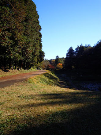 晩秋の空(大池公園)
