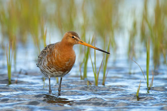 Barge à queue noire, Limosa limosa