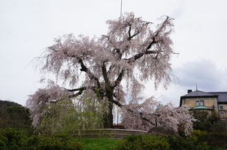 枝垂桜