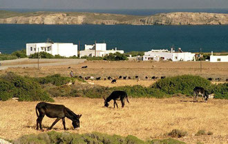 A farmland in Paros