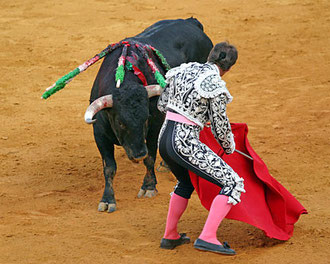 Bull fighting