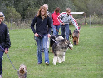 Rocky in der Hundeschule (erfolgreich abgelegte BGH1)