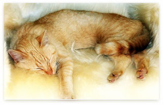 Miezi, rote Straßenkatze, Foto: (c) Birgitta