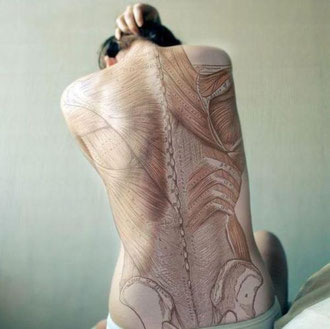Dibujo de la composición ósea y muscular de la espalda.