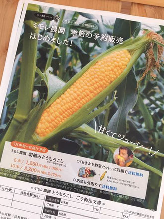ミモレ農園 「朝摘みとうもろこし」(品種:ゴールドラッシュ) 予約販売はじまりました。
