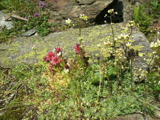 Steinbrech und Hauswurz