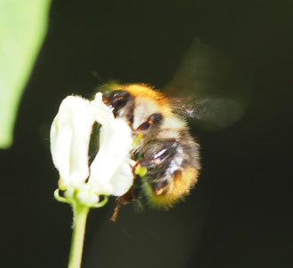 Hummel an Blüte im Wald Bestäubung Wildbienen