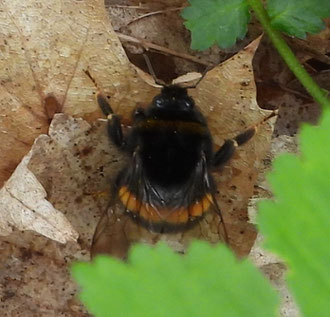 Erdhummel am Waldboden auf trockenen RoteichenblĂ€ttern â wichtige Wildbiene und BestĂ€uberin in naturnahen WĂ€ldern