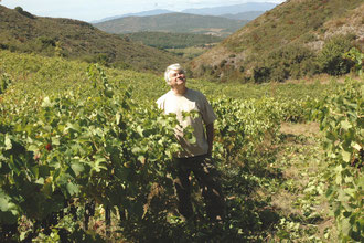 Syrah prête à être coupée, à Alt de Coume Majou