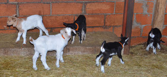 Des boers et des alpines