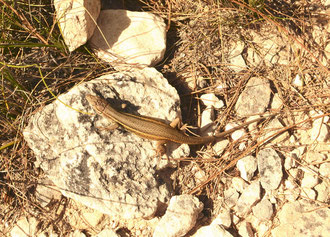 Podarcis muralis dans son biotope