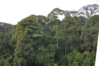 Blick auf den Bukit Batok Nature Park