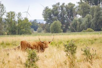 Wichtige Biotope rund um Schöppenstedt nabuschoeppenstedts Webseite!