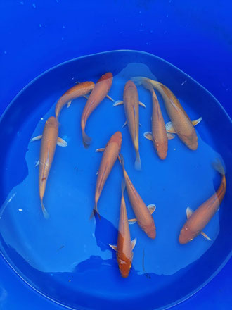 Koi Red Karashi Tosai Bowl Dainichi Botan