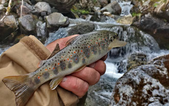 Aydius pêche truite gite location 