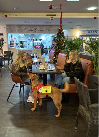 Assistenzhund begleitet Mensch ins Café.