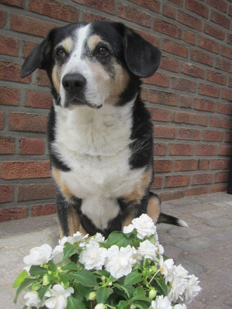 15.05.2012 Bine's 12. Geburtstag - alles Liebe und Gute für dich!!!