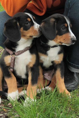 Abbie und Anton (Foto: A.K.)