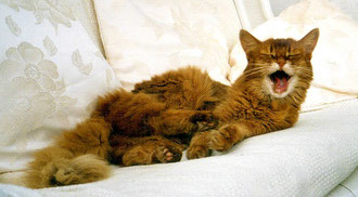 Paaty´s Lizzy, Somali sorrel, geboren 1983