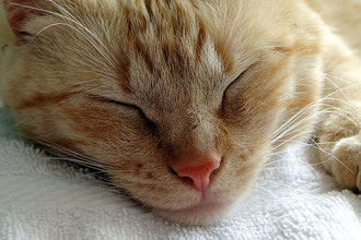Miezi 2012