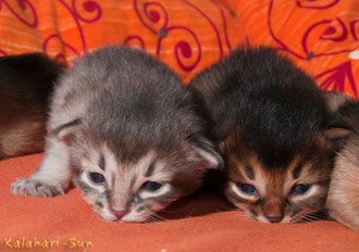 Somali Kitten, Cattery Kalahari-Sun