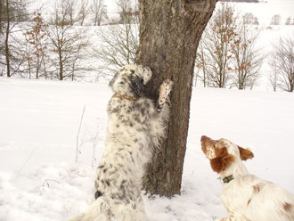 Baumrinde als Versteck
