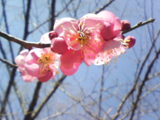 梅の花のアップ画像