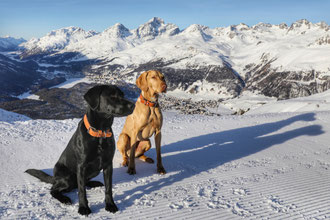 Lüti Hunde Halsband - Leder, nickelfrei, massiv, swiss made