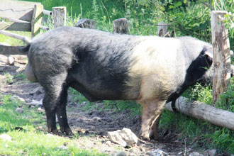 Angler Sattelschwein - Eine Rasse, die bei Freiland- oder zumindest Auslaufhaltung am besten gedeiht! (Arche Warder)