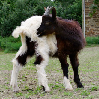 Walliser Schwarzhalsziegen-Mix Mischpoke: 30,- € / Jahr