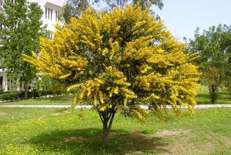 campagna di piantumazione e forestazione di Fogliaviola Fantasy Design in Haiti, Caraibi