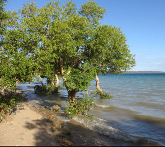 campagna di piantumazione e forestazione di Fogliaviola Design in Tanzania