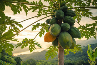 campagna di piantumazione e forestazione di Fogliaviola Design in Tanzania