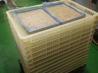 大根もち:製造過程②