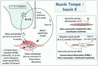 Le réflexe Myotatique (cliquez pour agrandir)