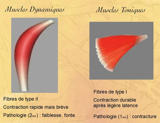 Muscles Dynamiques et Toniques