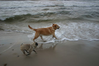 Labrador Meggy und Namensgeberin Mops Ornella