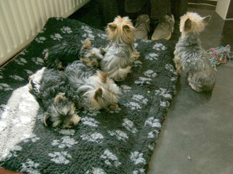 5 generaties "A Special Dog" Yorks ,uitgeteld na een ochtend dollen,in de leeftijd van 14 weken tot 14 jaar